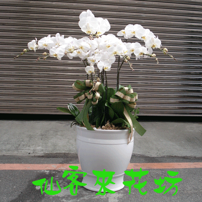 【O-337】蘭花盆栽 蝴蝶蘭花盆栽、喪禮弔唁蝴蝶蘭盆栽-7株白花蝴蝶蘭