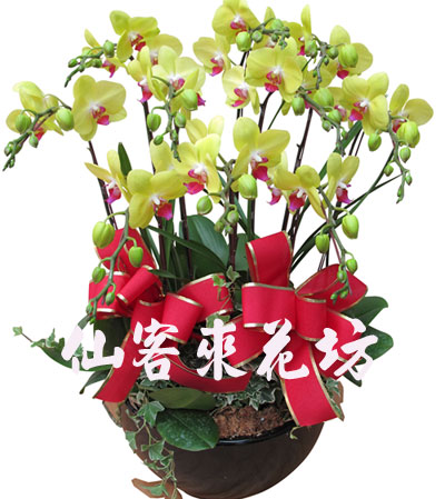 【O-1015】蘭花盆栽:蝴蝶蘭花盆栽、祝賀蝴蝶蘭花盆栽、開幕祝賀蝴蝶蘭花盆栽、蘭花盆栽-8株新原美人蝴蝶蘭