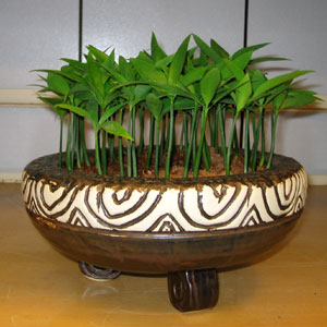 【P-031】室內盆栽-桌上型盆栽-組合盆栽-日本艾草盆栽