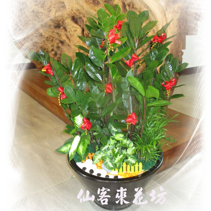 【P-022】祝賀盆栽,,開幕盆栽-金錢樹盆栽(桌上型)