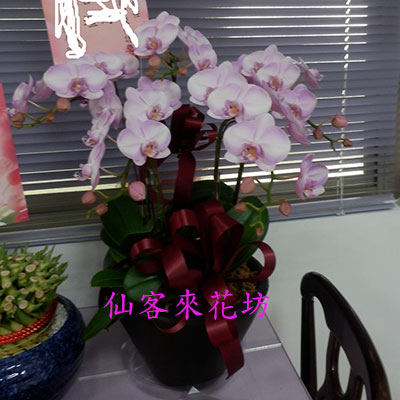 【O-536】桌上型蘭花盆栽,蘭花盆栽 蝴蝶蘭花盆栽(5株)