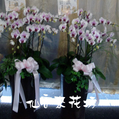 【O-479】蘭花盆栽 蝴蝶蘭花盆栽,喪禮弔唁蝴蝶蘭盆栽-9株白花蝴蝶蘭
