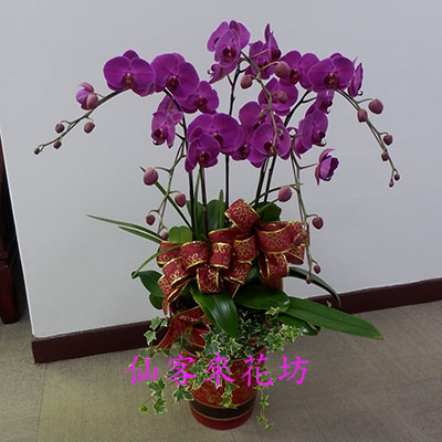 【O-532】蘭花盆栽,蘭花盆栽 蝴蝶蘭花盆栽(5株)