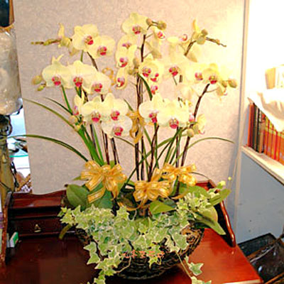 【O-213】蘭花盆栽:蝴蝶蘭花盆栽,-9株世華蝴蝶蘭