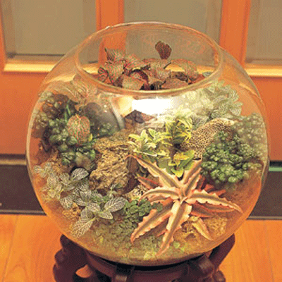 【P-001】組合盆栽:室內盆栽-桌上型盆栽-創意組合盆栽: 玻璃圓缸組合盆栽