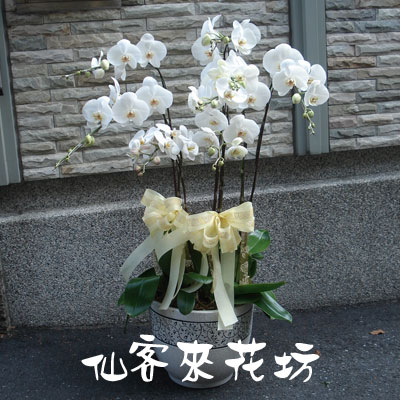 【O-465】蘭花盆栽 蝴蝶蘭花盆栽,喪禮弔唁蝴蝶蘭盆栽-7株白花蝴蝶蘭