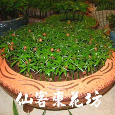 【P-023】室內盆栽-桌上型盆栽-組合盆栽-羅漢松盆栽