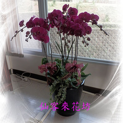 【O-711】蘭花盆栽,蘭花盆栽 蝴蝶蘭花盆栽(7株)