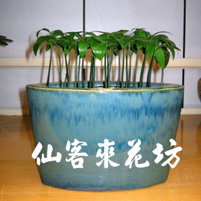 【P-026】組合盆栽:室內盆栽-桌上型盆栽-創意組合盆栽 :日本艾草盆栽
