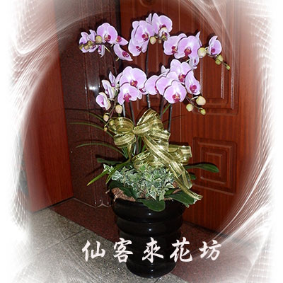 【O-554】蘭花盆栽 蝴蝶蘭花盆栽,喪禮弔唁蝴蝶蘭盆栽-5株(粉)