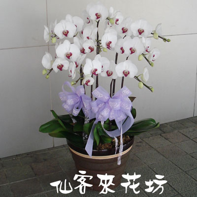 【O-463】蘭花盆栽 蝴蝶蘭花盆栽,喪禮弔唁蝴蝶蘭盆栽-8株白花紅心蝴蝶蘭