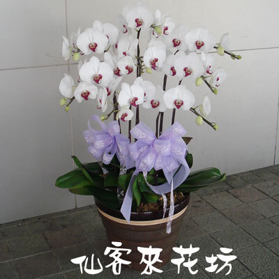 【O-463】蘭花盆栽 蝴蝶蘭花盆栽,喪禮弔唁蝴蝶蘭盆栽-8株白花紅心蝴蝶蘭