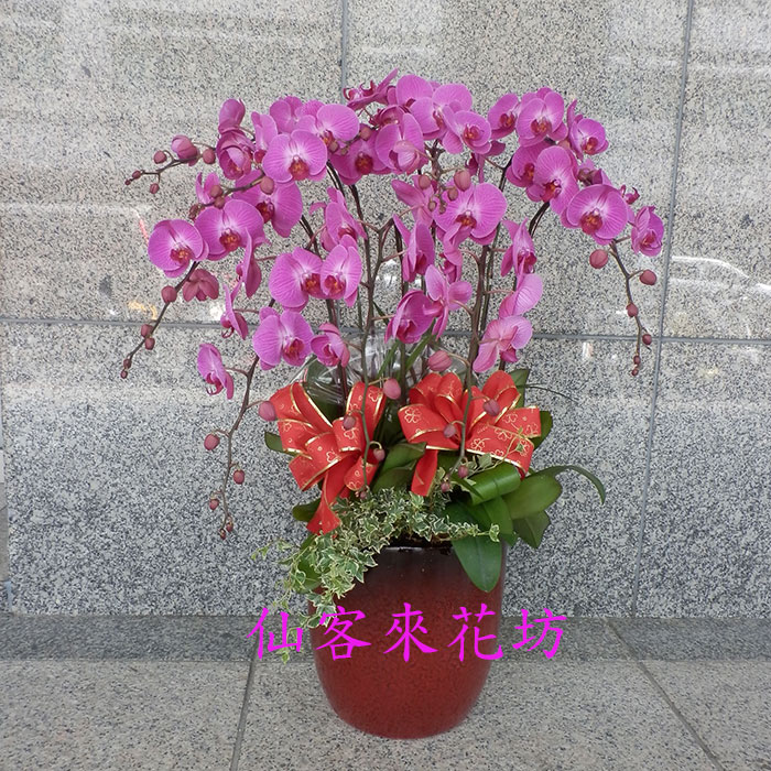 【O-1101】蘭花盆栽 蝴蝶蘭花盆栽(11株)