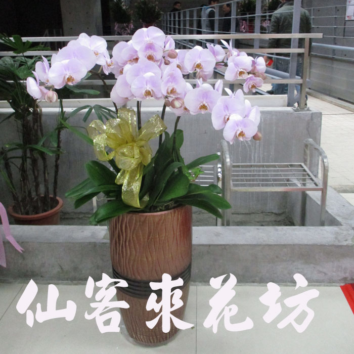 【O-502】0蘭花盆栽,蘭花盆栽 蝴蝶蘭花盆栽(5株)