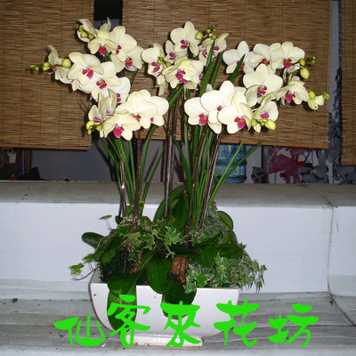 【O-339】蘭花盆栽 蝴蝶蘭花盆栽、喪禮弔唁蝴蝶蘭盆栽-8株世華蝴蝶蘭