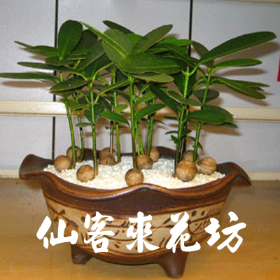 【P-034】龍珠果盆栽:室內盆栽-桌上型盆栽-祝賀盆栽