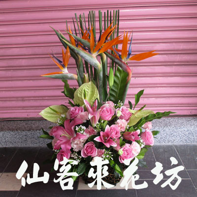 【A-559】精緻盆花祝賀盆花會場佈置盆花台北花店推薦