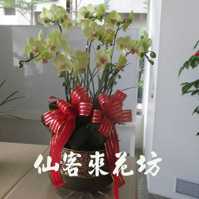 【O-157】蘭花盆栽:蝴蝶蘭花盆栽、祝賀蝴蝶蘭花盆栽、開幕祝賀蝴蝶蘭花盆栽、蝴蝶蘭蘭-7株黃色勳章蝴蝶蘭