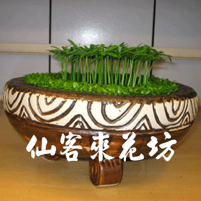 【P-033】室內盆栽-桌上型盆栽-組合盆栽-日本艾草盆栽