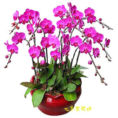 【O-026】蘭花盆栽 蝴蝶蘭花盆栽(9株)