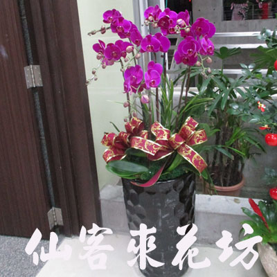 【O-714】蘭花盆栽:蝴蝶蘭花盆栽、祝賀蝴蝶蘭花盆栽、開幕祝賀蝴蝶蘭花盆栽、蘭花盆栽-6株蝴蝶蘭盆栽-祝賀展出成功