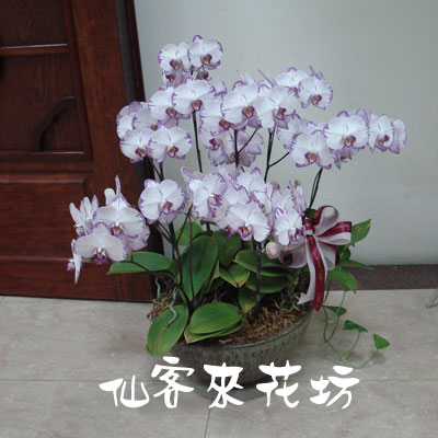 【O-478】蘭花盆栽 蝴蝶蘭花盆栽,喪禮弔唁蝴蝶蘭盆栽,弔唁蝴蝶蘭盆栽-8株白花蝴蝶蘭