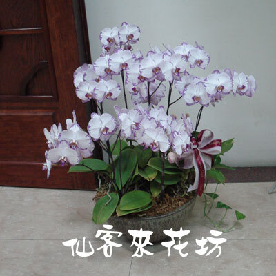 【O-478】蘭花盆栽 蝴蝶蘭花盆栽,喪禮弔唁蝴蝶蘭盆栽,弔唁蝴蝶蘭盆栽-8株白花蝴蝶蘭