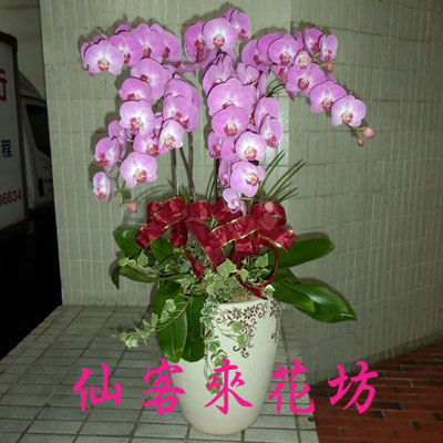 【O-725】蘭花盆栽:蝴蝶蘭花盆栽、祝賀蝴蝶蘭花盆栽、開幕祝賀蝴蝶蘭花盆栽、蘭花盆栽-10株蝴蝶蘭盆栽-祝賀展出成功