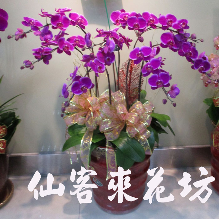 【O-713】蘭花盆栽,蘭花盆栽 蝴蝶蘭花盆栽(7株)