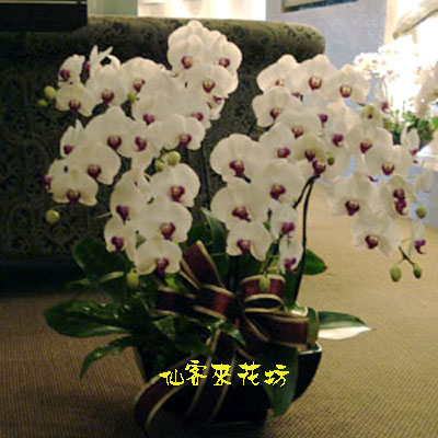 【O-027】蘭花盆栽 蝴蝶蘭花盆栽(9株)