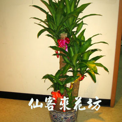 【T-004】祝賀盆栽-競選祝賀盆栽-開幕喬遷盆栽:巴西鐵樹盆栽