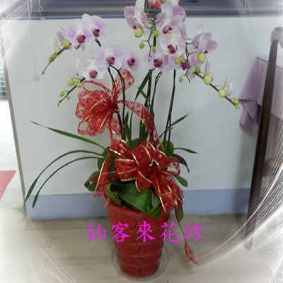 【O-534】蘭花盆栽,蘭花盆栽 蝴蝶蘭花盆栽(5株)