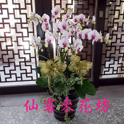 【O-727】蘭花盆栽 蝴蝶蘭花盆栽,喪禮弔唁蝴蝶蘭盆栽-8株日本姑娘蝴蝶蘭