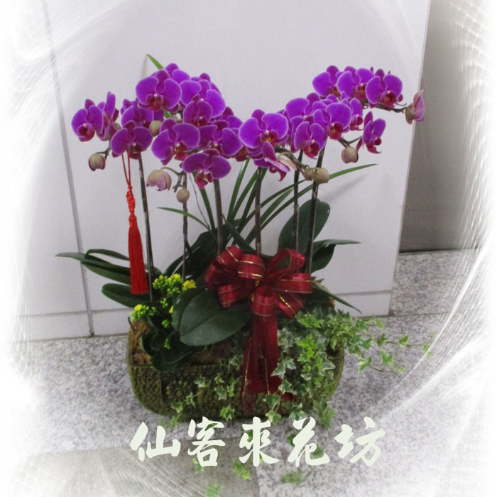 【O-632】蘭花盆栽 蝴蝶蘭花盆栽(6株)