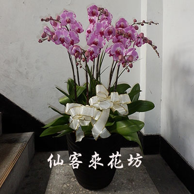 【O-863】蘭花盆栽 蝴蝶蘭花盆栽,喪禮弔唁蝴蝶蘭盆栽-8株(粉)