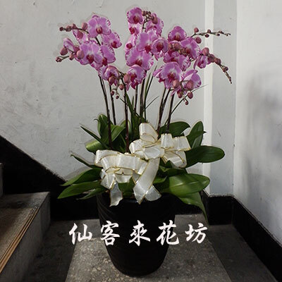 【O-863】蘭花盆栽 蝴蝶蘭花盆栽,喪禮弔唁蝴蝶蘭盆栽-8株(粉)