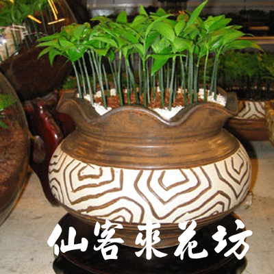 【P-025】組合盆栽:室內盆栽-桌上型盆栽-創意組合盆栽 :日本艾草盆栽