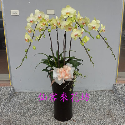 【O-525】0蘭花盆栽,蘭花盆栽 蝴蝶蘭花盆栽(5株)