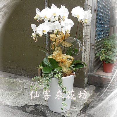 【O-757】花店精選:蝴蝶蘭花 蘭花盆栽-７株蝴蝶蘭