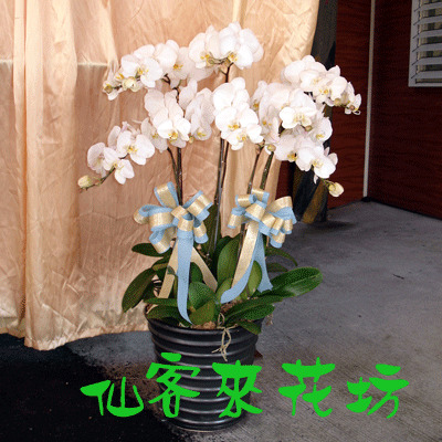 【O-328】蘭花盆栽 蝴蝶蘭花盆栽、喪禮弔唁蝴蝶蘭盆栽-7株白花蝴蝶蘭
