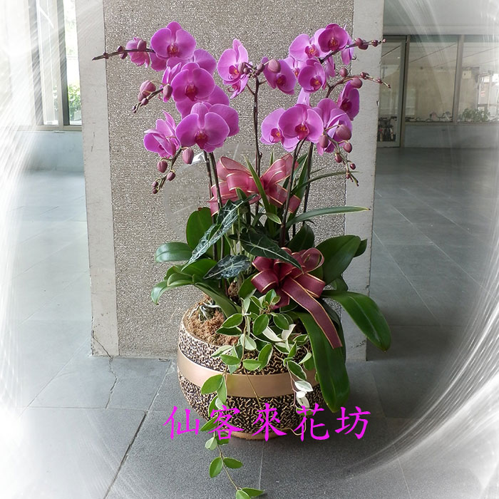 【O-731】蘭花盆栽,蘭花盆栽 蝴蝶蘭花盆栽(7株)