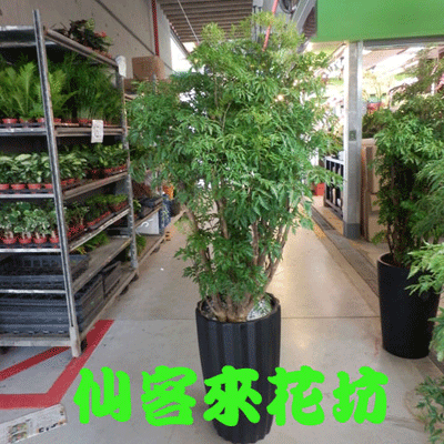 【T-085】世貿展覽盆栽,展場盆栽,參展成功,祝賀盆栽-福祿桐盆栽
