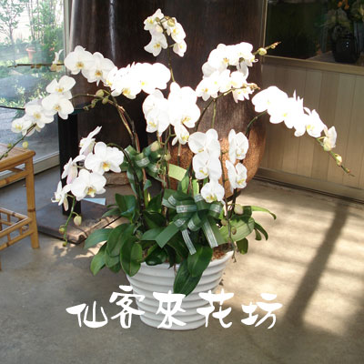 【O-411】蘭花盆栽 蝴蝶蘭花盆栽,喪禮弔唁蝴蝶蘭盆栽-10株白花蝴蝶蘭