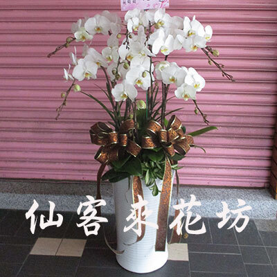 【O-862】蘭花盆栽 蝴蝶蘭花盆栽,喪禮弔唁蝴蝶蘭盆栽-8株(白)